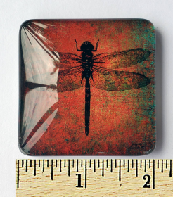 Dragonfly on Brown Background Print Acrylic Glass Magnet