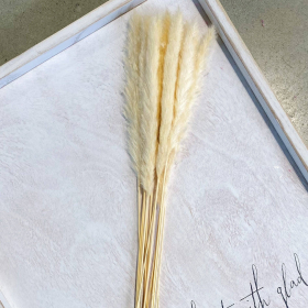 Freshly Preserved Pampas (Color: Ivory)