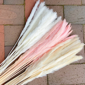 Freshly Preserved Pampas (Color: White)