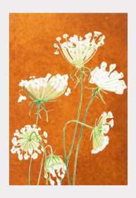 Art Print (Color: Queen Anne's Lace on Rusty Orange, size: large)