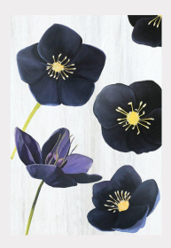 Art Print (Color: Black Hellebore on Snow, size: large)