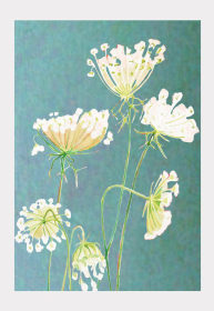 Art Print (Color: Queen Anne's Lace on Teal, size: small)