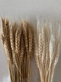 Dried Wheat Grass (Color: White)